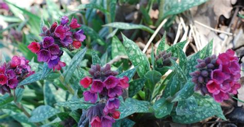 Photographing Flowers Ground Covers