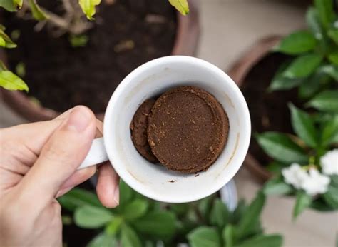 Which Plants Like Coffee Grounds And How To Properly Grow Them