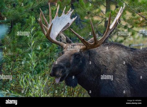 A Large Bull Moose Sticking Tongue Out Stock Photo Alamy