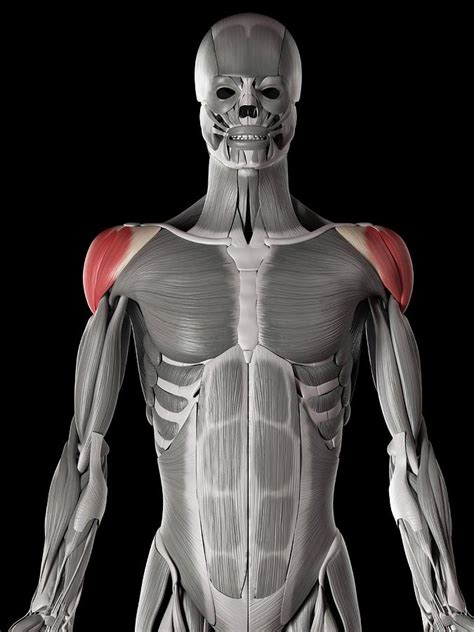 Shoulder Muscles Photograph By Sebastian Kaulitzki