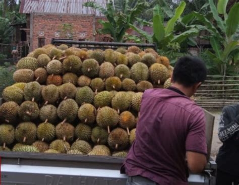 Desa Ulak Bandung Jadi Sentral Duku Dan Durian Dari Pengepul Buah TV