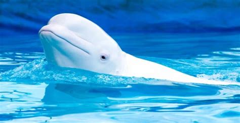 delfines características alimentación especies habitat y su inteligencia