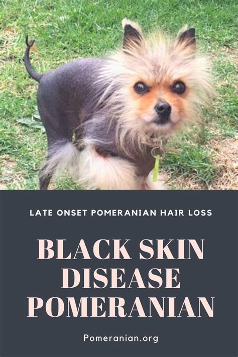 Pomeranian Black Skin Disease Pets Lovers