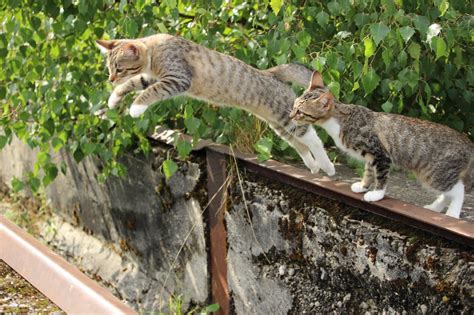 Why Your Cat Trills When They Jump 5 Common Reasons Hepper
