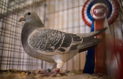 Fast and secure game downloads. Racing Pigeon Sold for Record $1.4 Million | Complex
