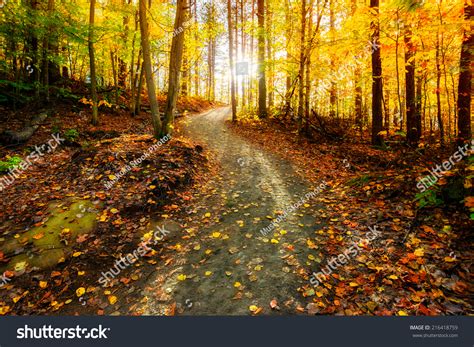 Sun Shining Through The Trees On A Path In A Golden Forest Landscape