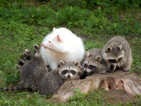Raccoons Superaggregation