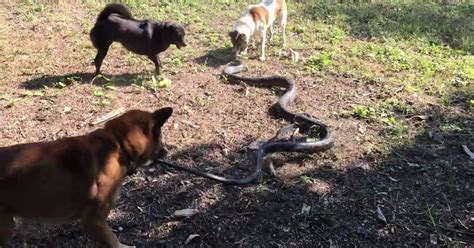 King Cobra Tag Teamed By Three Dogs In Thailand Video Metro News