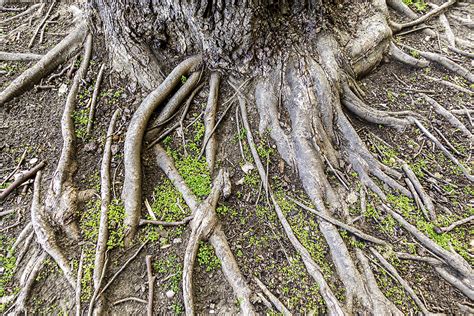 How To Fix Exposed Tree Roots Dolan Landscaping