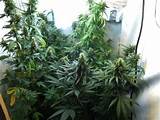 Growing Marijuana Indoors From Seeds