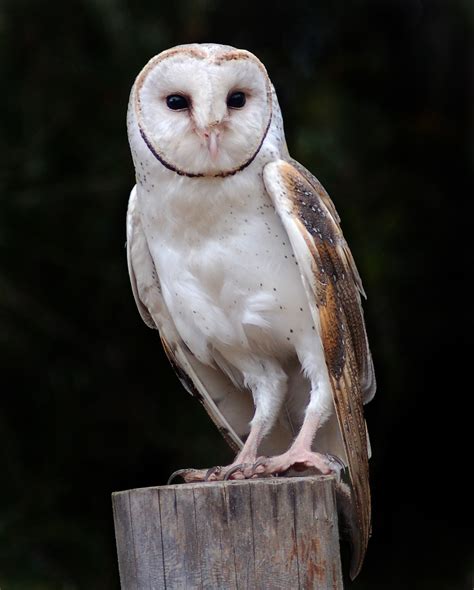 Barn Owl New Zealand Birds Online
