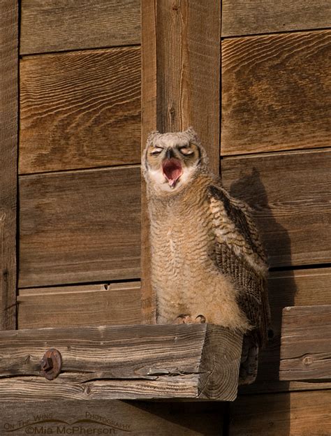 Great Horned Owl Juvenile Yawning On The Wing Photography