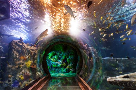 Sea Life Aquarium Has The Only 360 Degree Ocean Tunnel In Arizona