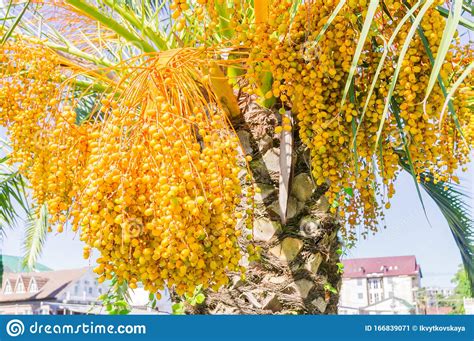 Blooming Of Trachycarpus Yellow Flowers On Windmill Palm Tree Stock