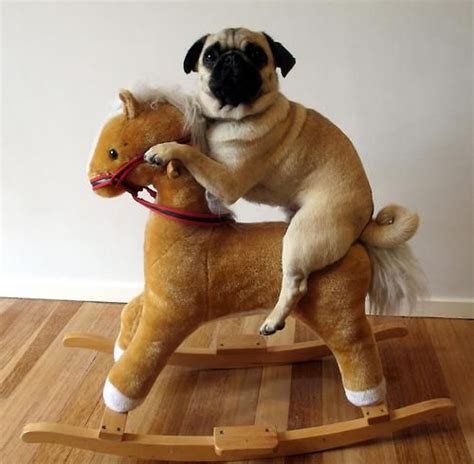 Pug On A Rocking Horse Rocking Horse Pinterest