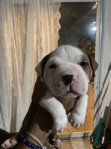 Please try contacting one of our bully kutta breeders to see when a puppy will be available. Bully Kutta Puppies For Sale | Palmdale, CA #329959