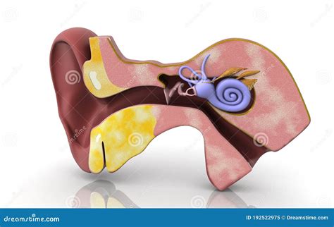 3d Illustration Of Inner Ear Cochlea In Color Background