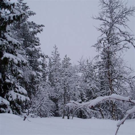 Snow Covered Trees In Trysil Norway Snow Covered Trees Scenery