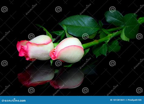 Tropical Pink Tipped White Roses On Reflective Surface Stock Image