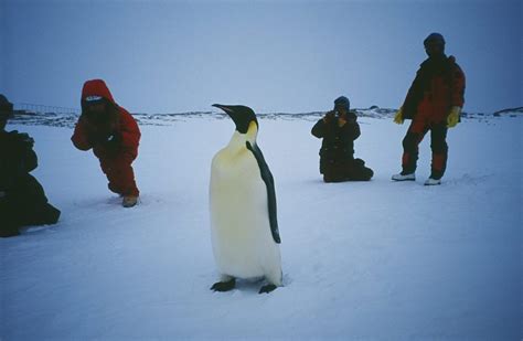 【南極ってどんな生き物がいるの？】環境も知って詳しくなろう！