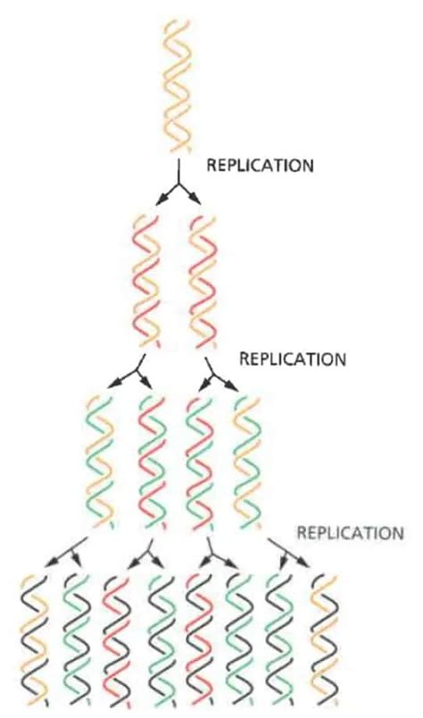 Mekanisme Replikasi Dna Deoxyribonucleic Acid Kedokteran Caiherang