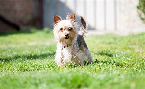 Leaving Your Dog Outside In Gwinnett County 2 Paws Up Inc Pet