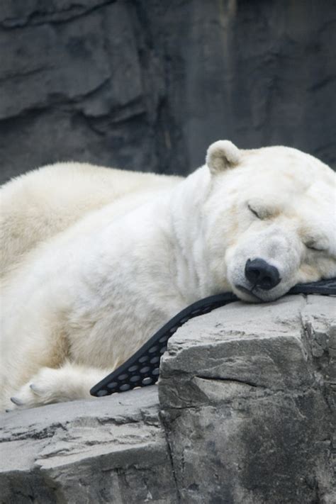 Sleeping Polar Bear Cuteness Pinterest