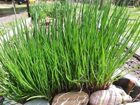 How To Harvest Chives Without Killing The Plant Just Living A Good Life