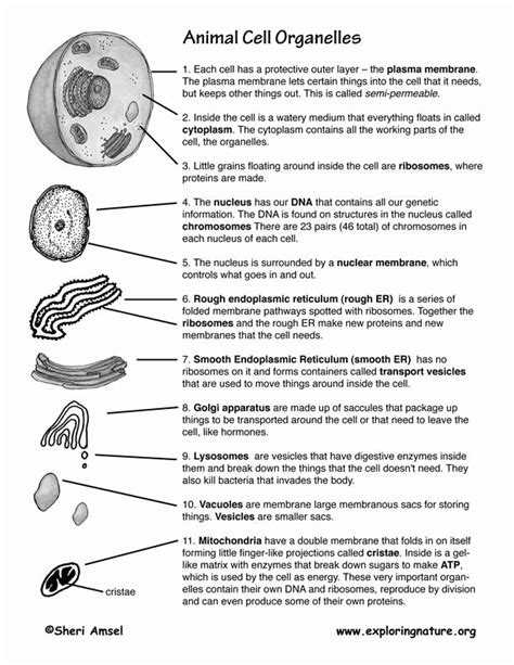 Organelles are subunits of a cell with a specialized function. Unusual Animal Cell Parts And Their Functions Cell ...