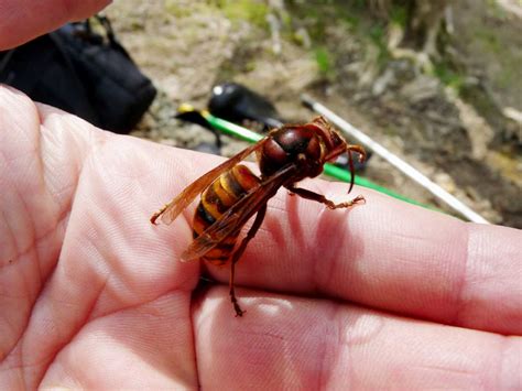 Il calabrone è uno dei vespidi più caratteristici delle nostre regioni; Il calabrone Vespa crabro ♂ (Vespidae) , Natura ...
