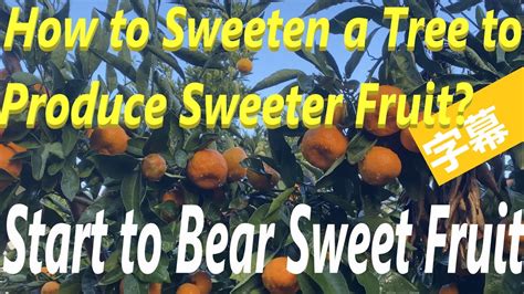 How To Sweeten A Tree To Produce Sweet Fruit Making A Tree Start To