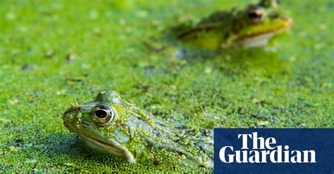 Replenish The Swamp 7500 Trafficked Turkish Frogs Returned To Wild