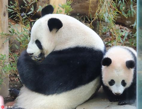 Baby Panda In Tokyo On Display Longer Each Day Cn