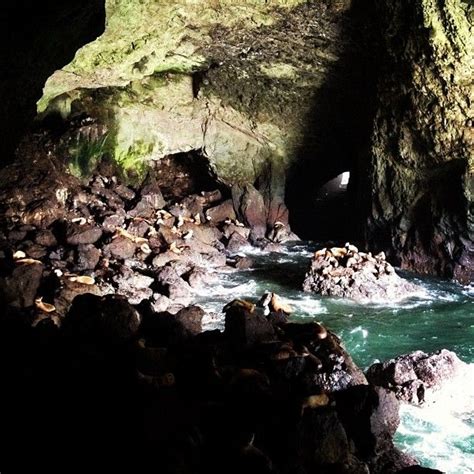Sea Lion Caves Oregon In Florence Or Scenic Roads Oregon Travel Sea