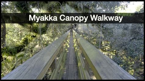 Адрес и расположение myakka canopy walkway на карте сша и сарасоты, а также описание проезда на машине, метро или такси. Myakka River State Park - Canopy Walkway - YouTube