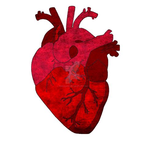 Hand Drawn Human Heart Png Clipart Anatomy Cardiovascular Disease My