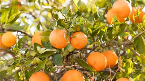 Ripe Oranges In Tree Stock Image Image Of Oranges Vitamin 188225669