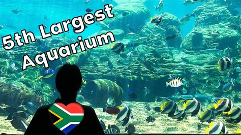 Ushaka Marine World Visit The 5th Largest Aquarium In The World