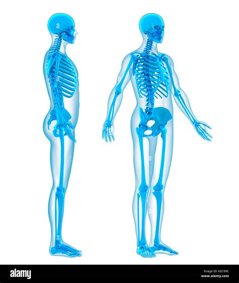 Human Skeleton Posterior View High Resolution Stock Photography And