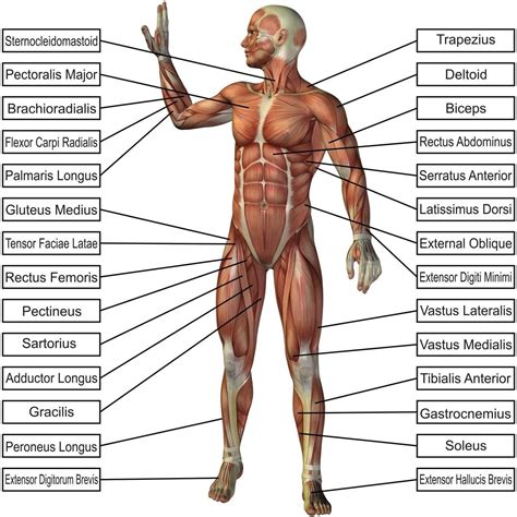 Body Parts Partes Del Cuerpo Mapa Conceptual Sexiz Pix