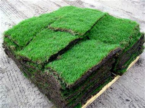 Check spelling or type a new query. Zoysia Grass Dallas Plano Arlington Fort Worth TX - Dallas ...