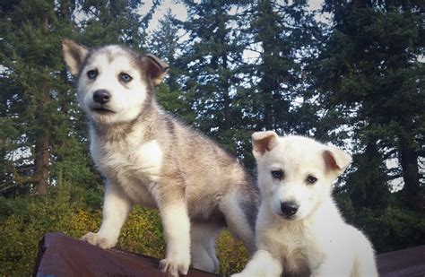 However, one hereditary condition which affects alaskan husky dogs, but not siberians, is alaskan husky encephalopathy (ahe). Alaskan Husky Puppies For Sale | Molalla, OR #284922