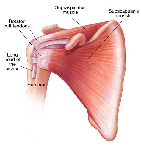 The Rotator Cuff Muscles And Tendons Shoulder And Elbow