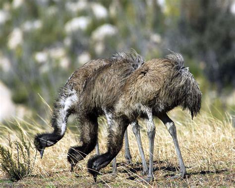 Emu official twitter account / daü resmi twitter hesabı. Best Jungle Life: Emu & Emu Pics And Emu Wallpapers