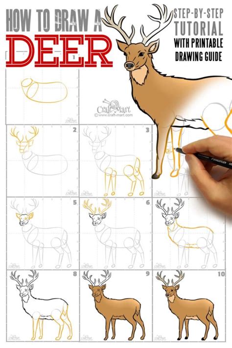 Drawing A Deer In 10 Steps Easy Tutorial Craft Mart