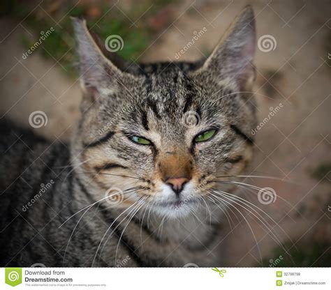 Tabby Cat With Green Eyes Royalty Free Stock Photos