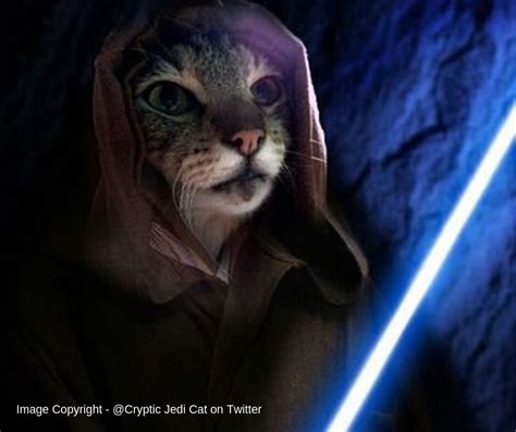 Image Copyright Cryptic Jedi Cat Nhv Natural Pet Products Blog