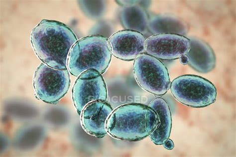 Digital Illustration Of Budding Saccharomyces Cerevisiae Yeast Cells