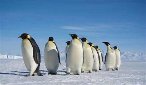Emperor Penguin Facts Diet And Habitat Information