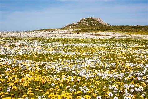 Bilder Cape Floral Südafrika Franks Travelbox